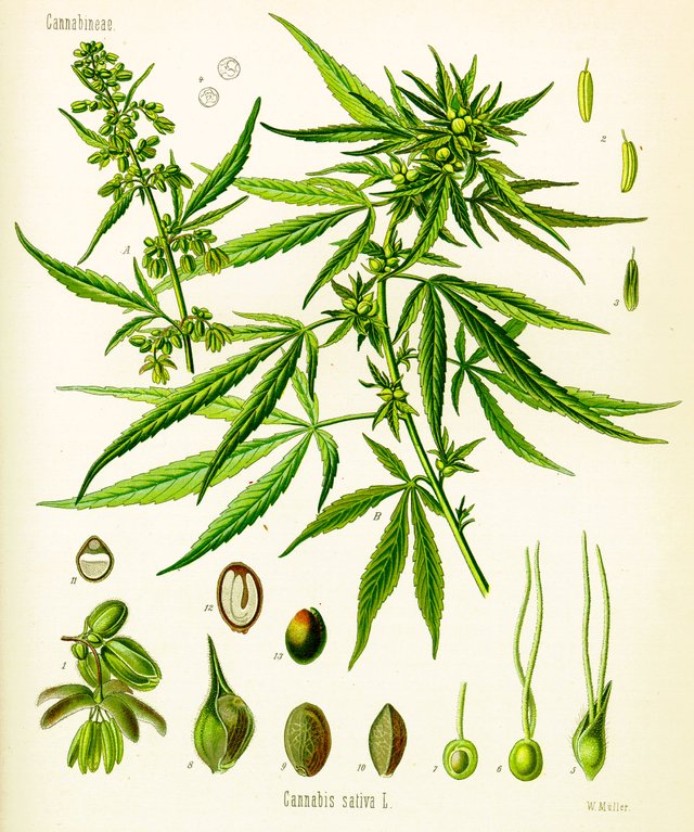 Cannabis_sativa_(Köhler).jpg