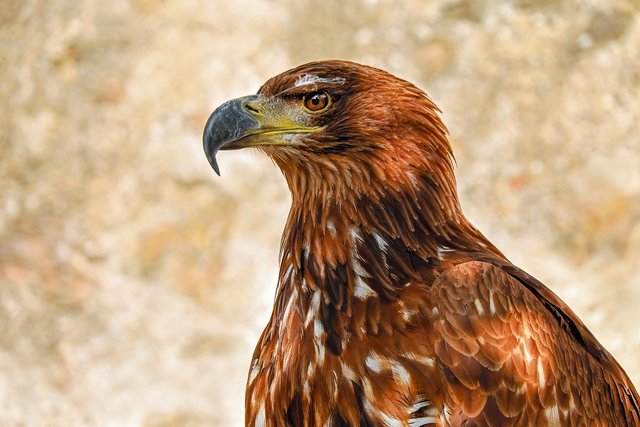 of-prey-eagle-2749590_1280.jpg