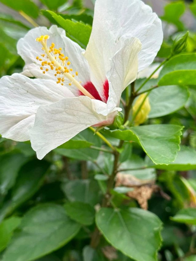 The white jaba flower (1).jpg