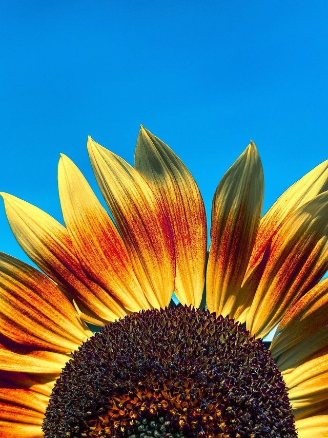 sunflower-8995443_12