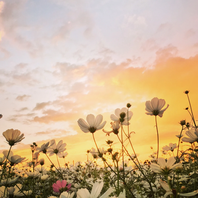 سماء الغروب_20250802_170359_٠٠٠٠.png