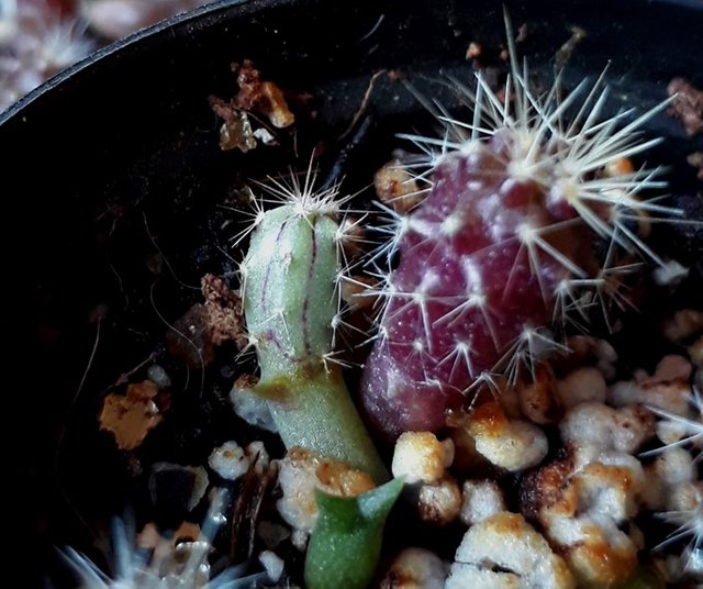 baby cacti.jpg