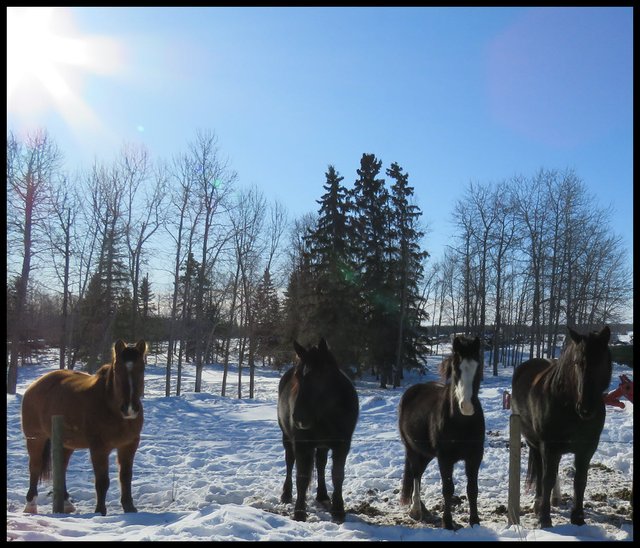 4 jeremys horses at fence in sunbeams.JPG