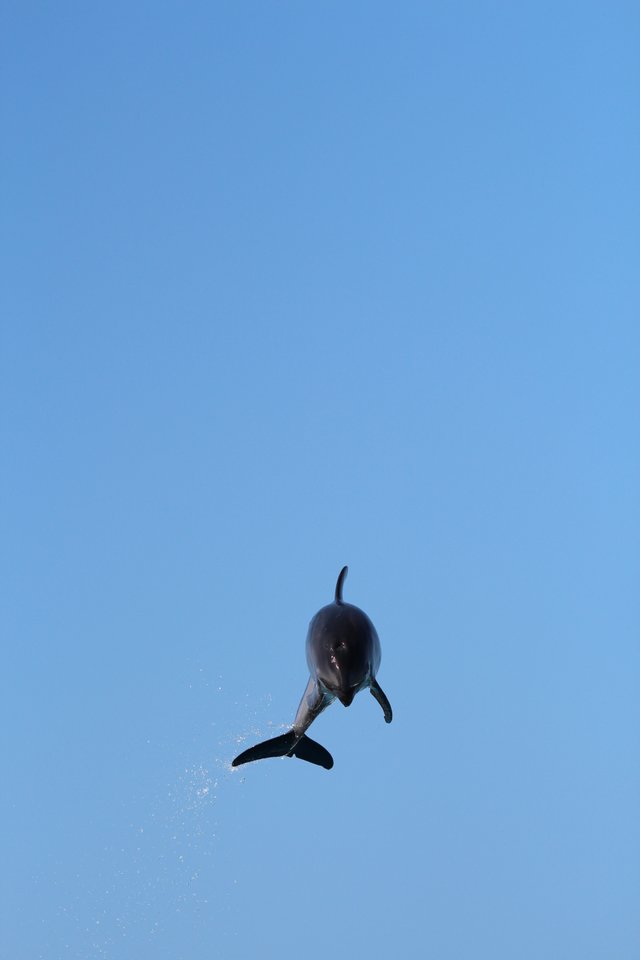 flying-dolphine.JPG