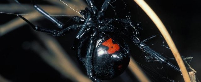 black_widow_spider.jpg