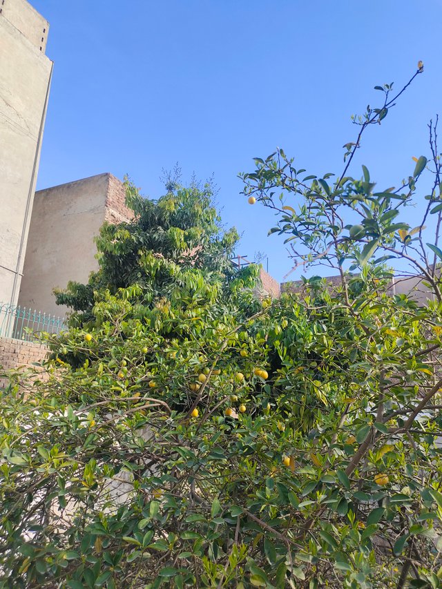 IMG_20250307_080635.jpg