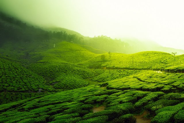 tea-plantation-2220475_1280.jpg