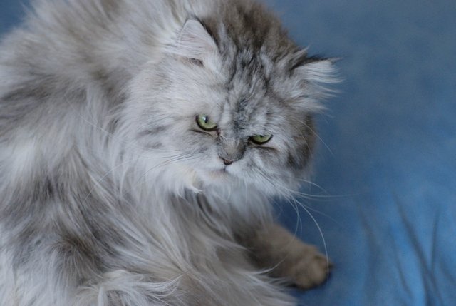 Persian Longhair Cat.jpg