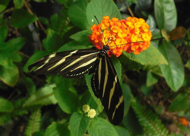 Beautiful Zebra Butterfly (3).jpg