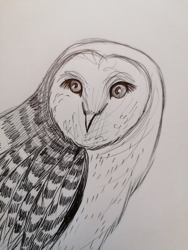owl pen (8).jpg