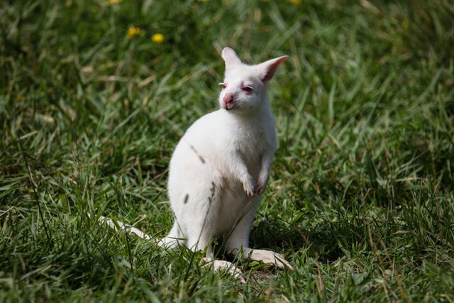albino wallaby.jpg