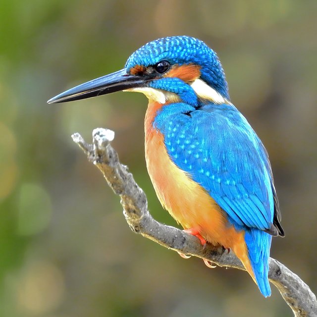 ♂_Common_Kingfisher_(Alcedo_atthis)_Photograph_By_Shantanu_Kuveskar,_Mangaon,_Maharashtra,_India.jpg