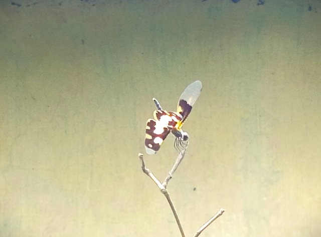 dragonfly (4).jpg