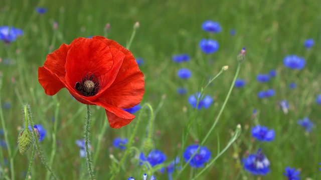 poppy-50590_1280.jpg