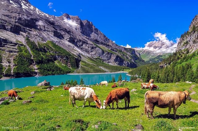 Cows-near-Oeschinen-Lake-in-Switzerland.jpg