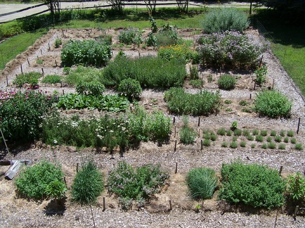 New Herb garden crop July 2018.jpg