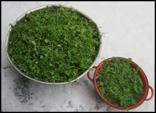 bowls of chickweed in the snow last harvest.JPG