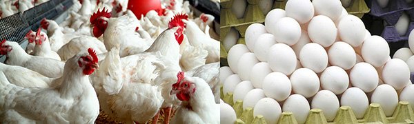 poultry-farming (1).jpg
