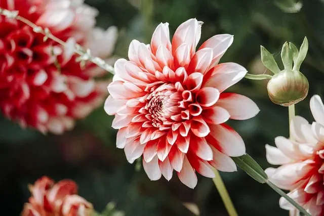 dahlia-6154889__480.webp