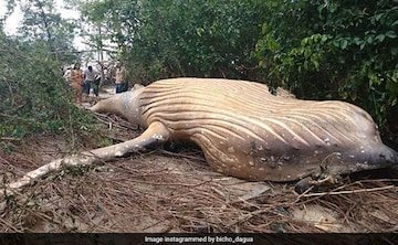 d1igsklc_marajo-island-humpback-whale_625x300_25_February_19.jpg