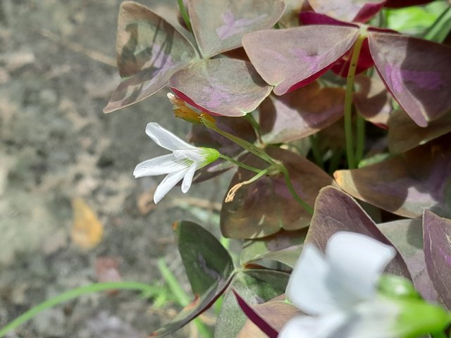 20250531_122449.jpg