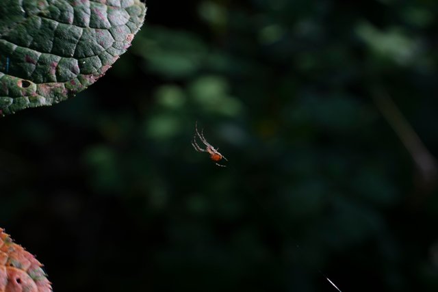 DSC02669.jpg