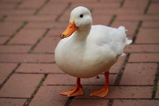 duck-4581608_1280.jpg