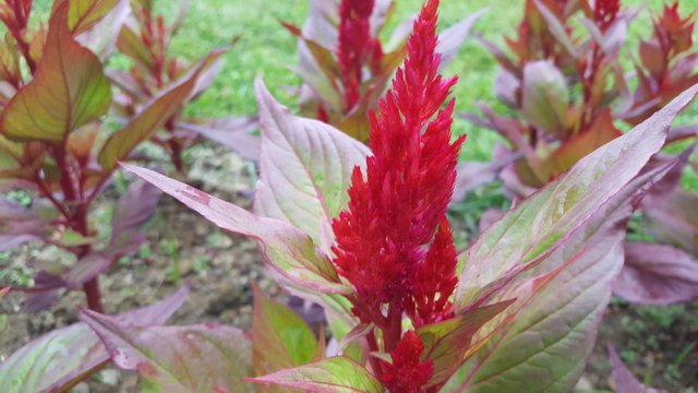 20180512_173655.jpg