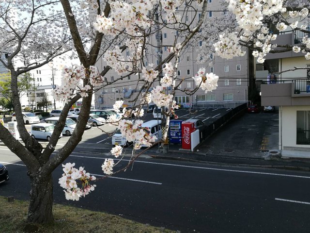 Sakura11.jpg