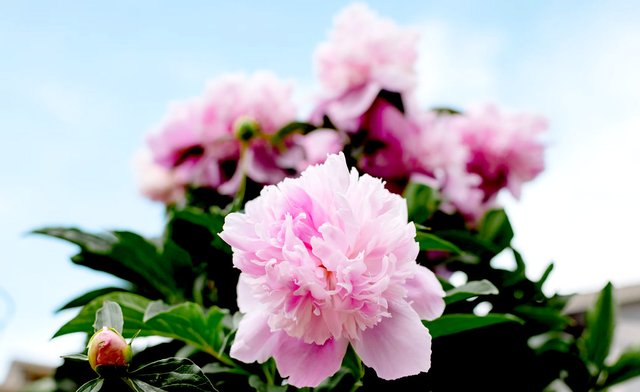 Peony.jpg