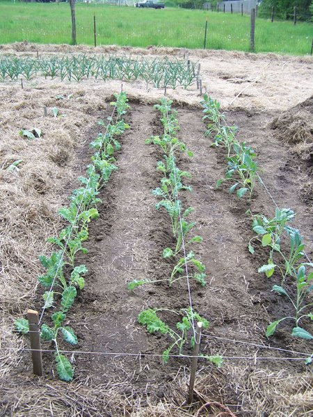 Big garden - kale planted crop May 2018.jpg