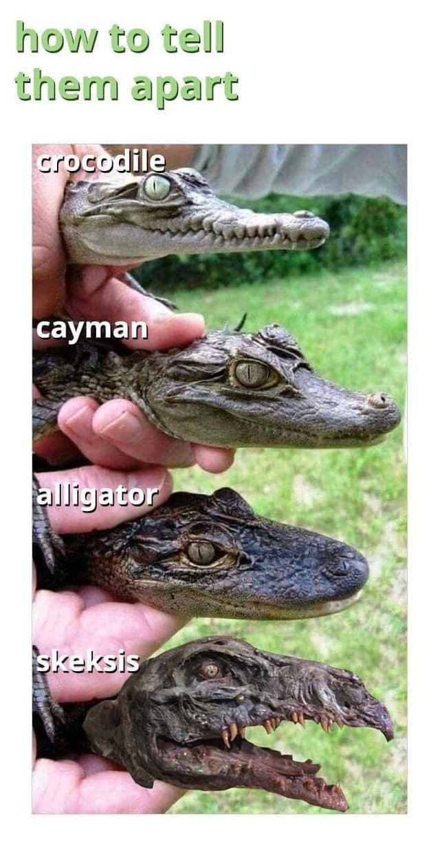 crocodile-tell-them-apart-crocodile-cayman-alligator-skeksis.jpg