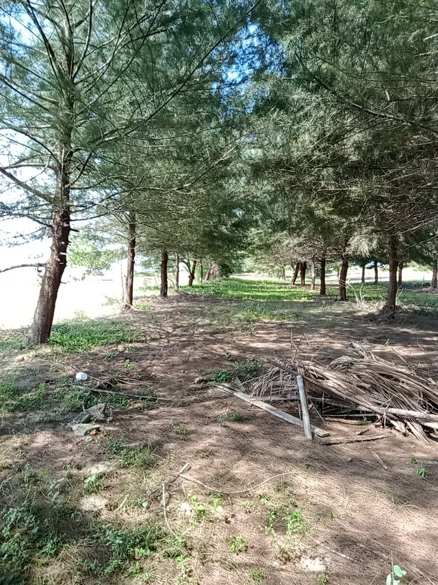 IMG20210606141726.jpg