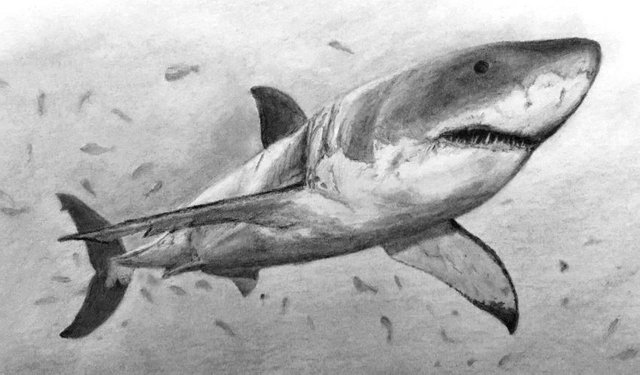 shark-pencil-drawing.jpg
