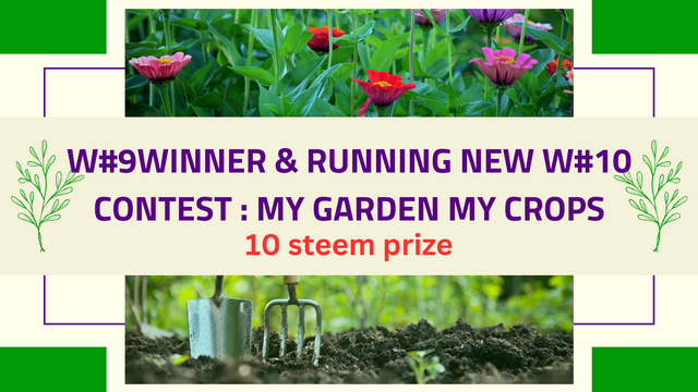 Contest my garden & ceops.png