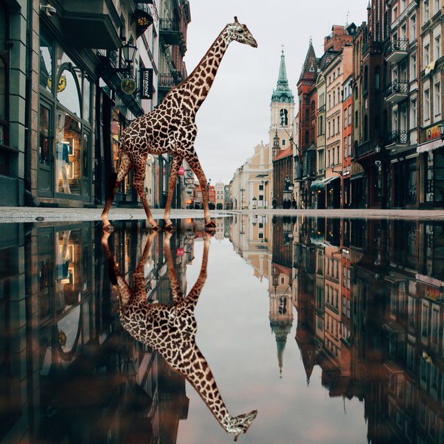 Lost-Giraffe.jpg