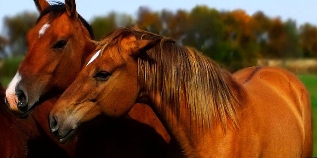 horse-21245_960_720.jpg