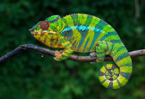 pet-chameleon.jpg