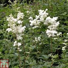 filipendula4.jpg