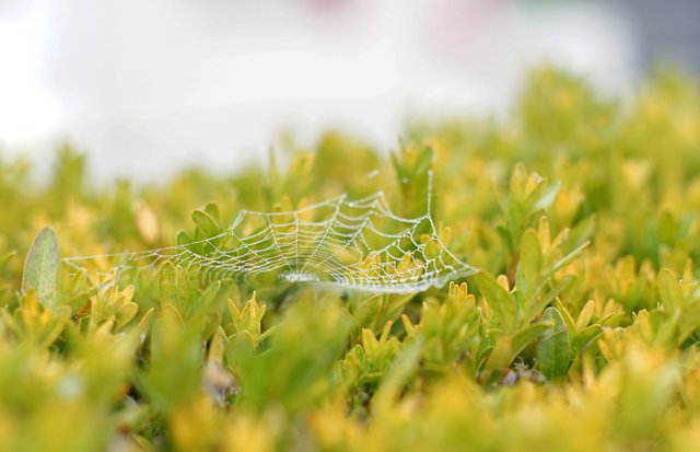 spiderweb waterdrops 1.jpg