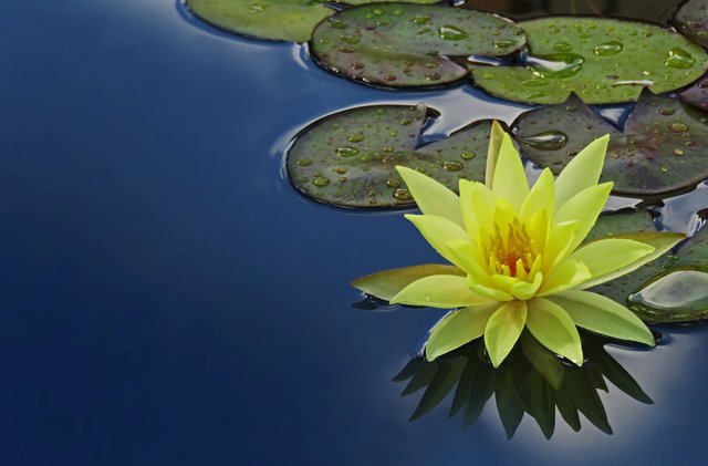 Water Lily Flower..jpg