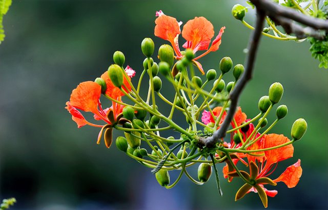 focus-photography-of-orange-and-green-flowers-720394.jpg