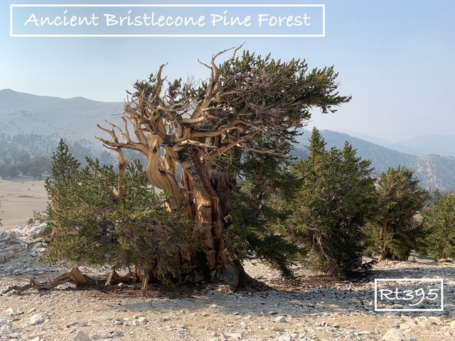 Bristlecone Pine.jpeg