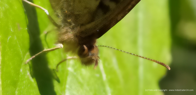 20200910 Waldbrettspiel Schmetterling Detail.png