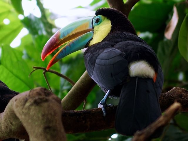 toucan-2247143__480.jpg