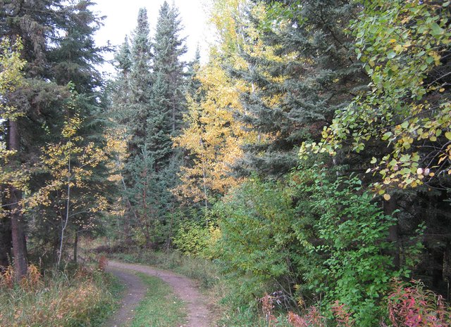 fall colors in trees by the lane.JPG
