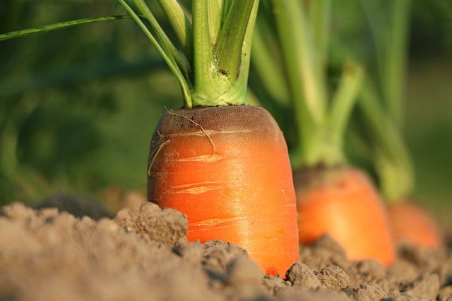 carrot-1565597__480.jpg