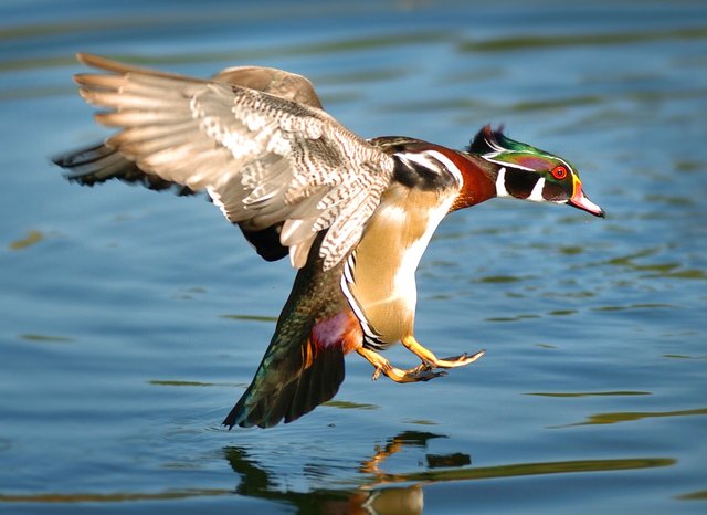 wood-duck-6137135_1280.jpg