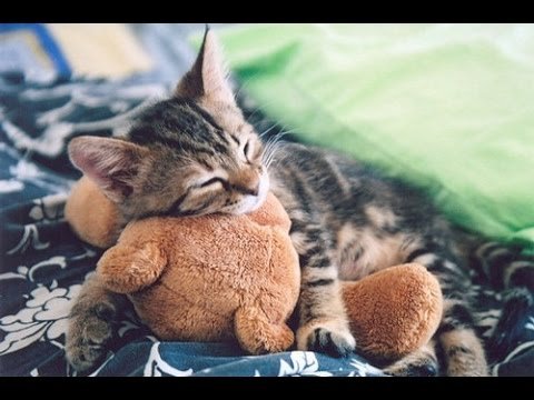 cat with teddy.jpg