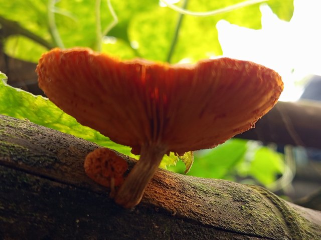 mashroom (1).jpg
